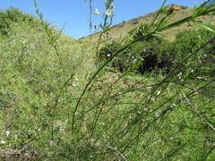 Psoralea oligophylla