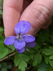 Viola × bavarica