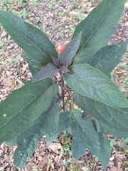 Asteraceae