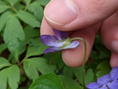 Viola × bavarica