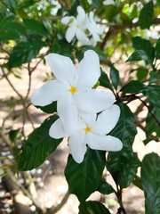 Magnoliopsida