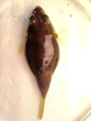 Torquigener squamicauda