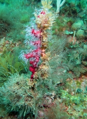 Alcyonium coralloides