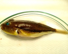 Torquigener squamicauda