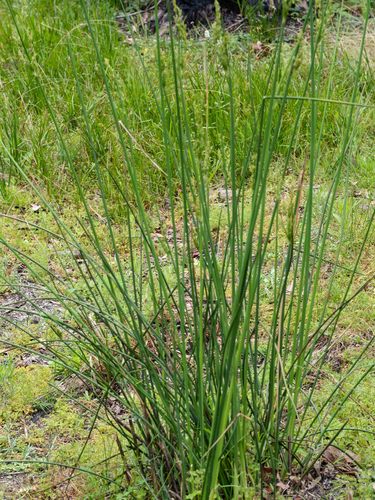 Pale rush (Juncus pallidus)