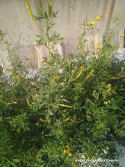Melilotus indicus