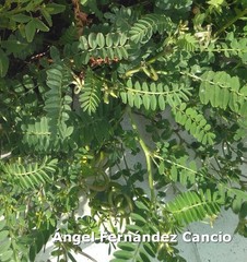 Astragalus hamosus