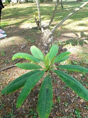 Magnoliopsida