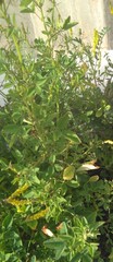 Melilotus indicus