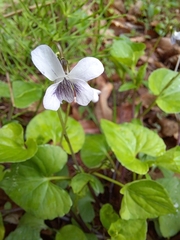Viola acuminata