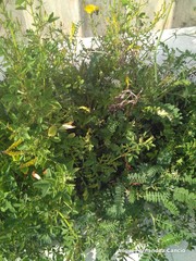 Astragalus hamosus