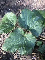 Eriocapitella × hybrida