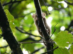 Muscardinus avellanarius