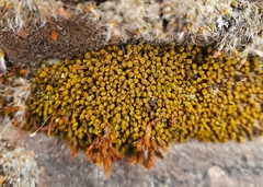 Pseudocrossidium revolutum