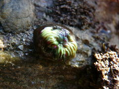 Anemonia viridis
