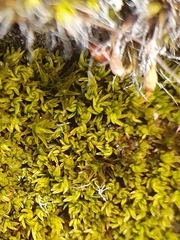 Pseudocrossidium revolutum