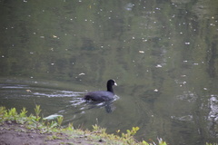 Fulica atra