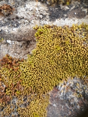 Pseudocrossidium revolutum