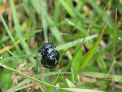 Meloe brevicollis
