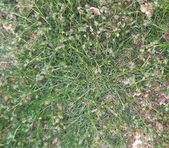 Spergularia purpurea