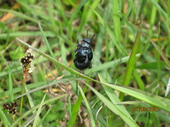 Meloe brevicollis
