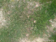 Spergularia purpurea