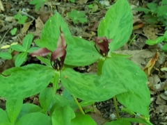 Trillium lancifolium