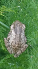 Osteopilus dominicensis