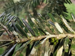 Fellhanera bouteillei