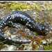 Speckled Black Salamander - Photo (c) 2006 Henk Wallays, some rights reserved (CC BY-NC)