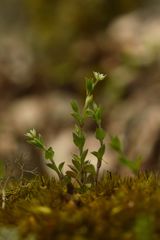 Moehringia trinervia