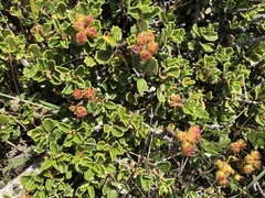 Ceanothus decornutus