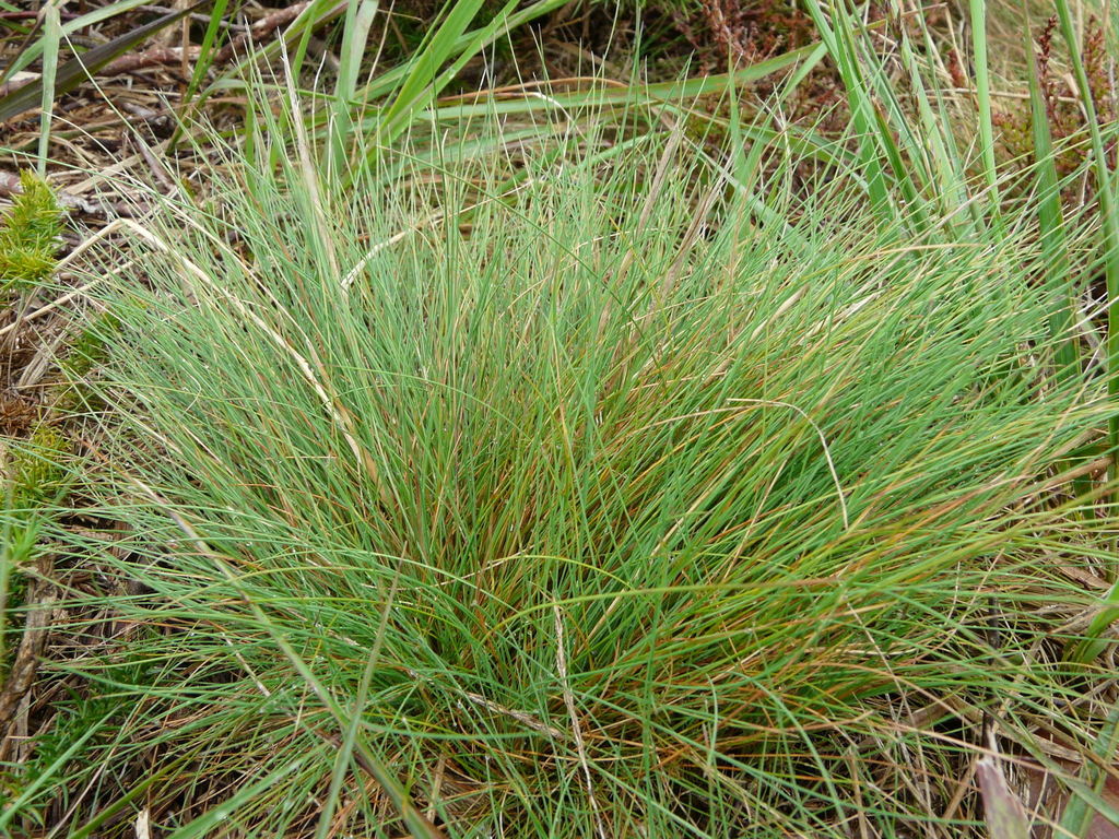 Bristle Bent (Grasses of Berkshire, Buckinghamshire and Oxfordshire ...