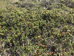 Ceanothus decornutus