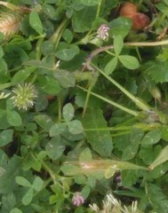 Trifolium glomeratum