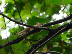 Muscardinus avellanarius