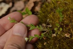 Moehringia trinervia