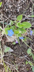 Omphalodes