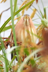 Ixobrychus minutus payesii