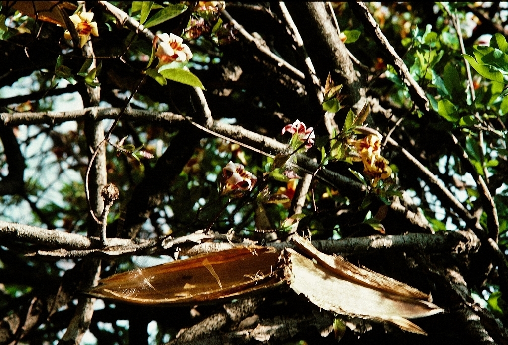 Strophanthus courmontii; photograph (c) i_c_riddell, some rights reserved (CC BY)
