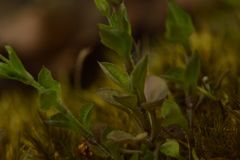 Moehringia trinervia