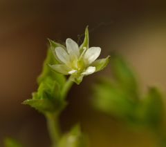 Moehringia trinervia