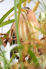 Ixobrychus minutus payesii