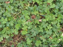 Medicago arabica