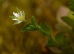 Moehringia trinervia