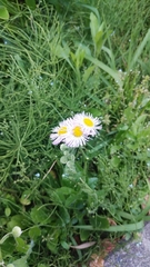 Erigeron philadelphicus