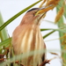 African Little Bittern - Photo (c) Colin Ralston, some rights reserved (CC BY-NC), uploaded by Colin Ralston