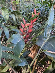 Heliconia bihai