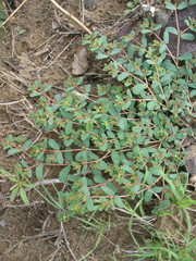 Euphorbia humifusa