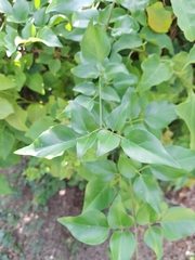 Fabaceae